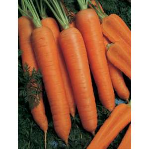 Наполи F1 - морковь, 100 000 семян, (1,6-1,8 мм), Bejo (Бейо), Голландия фото, цена